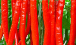 红辣椒美国版红辣椒 红辣椒美国版红辣椒